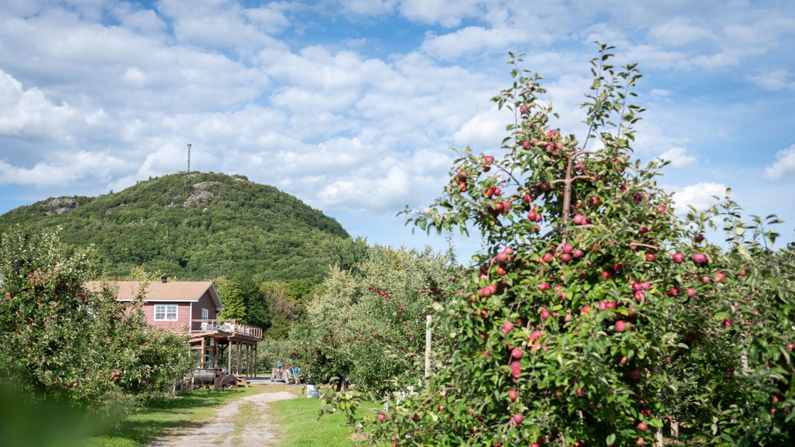 Un sentier de cueillette de pommes au Verger Charbonneau, à Mont-Saint-Grégoire, en Montérégie