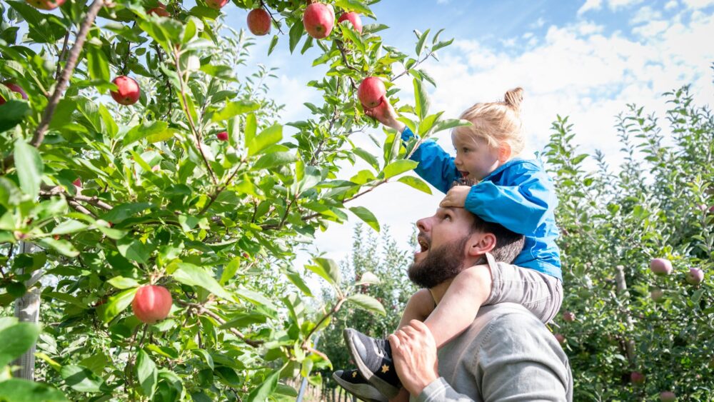 Un homme avec une fillette blonde au manteau bleu juchée sur ses épaules en train de cueillir des pommes au Verger Charbonneau à Mont-Saint-Grégoire, en Montérégie.